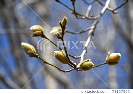 玉蘭木蘭芽 75157965