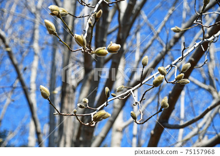 Yulan magnolia buds 75157968