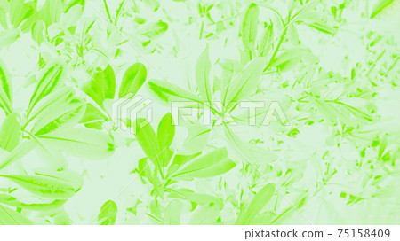 Floral background. Fresh green ficus leaves on a pale background 75158409