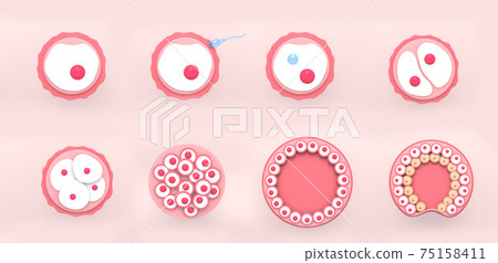 The stages of segmentation of a fertilized ovum. Human embryonic development. 3d rendering medical illustration. The stages of segmentation of a fertilized ovum. Human embryonic development. 3d rendering medical illustration. 75158411