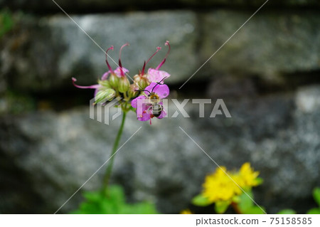 Male of the white-spotted bee sucking the nectar of geranium dalmachicam 75158585