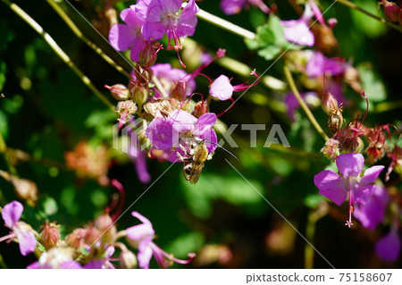 Male of the white-spotted bee sucking the nectar of geranium dalmachicam 75158607