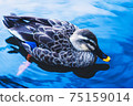 A duck that swims comfortably in a pond in the garden, a duck that spends time relaxing on the shore 75159014