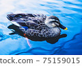 A duck that swims comfortably in a pond in the garden, a duck that spends time relaxing on the shore 75159015