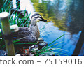 A duck that swims comfortably in a pond in the garden, a duck that spends time relaxing on the shore 75159016
