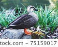 A duck that swims comfortably in a pond in the garden, a duck that spends time relaxing on the shore 75159017