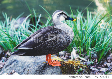 A duck that swims comfortably in a pond in the garden, a duck that spends time relaxing on the shore A duck that swims comfortably in a pond in the garden, a duck that spends time relaxing on the shore 75159017
