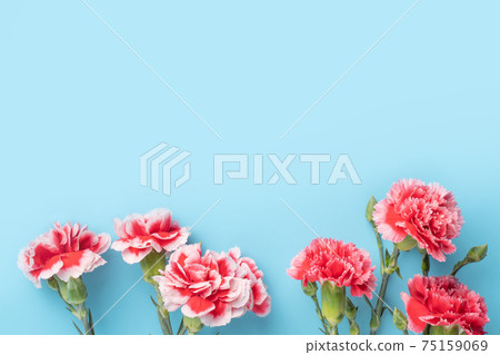 Carnation bouquet mother's day gift carnation Mother's Day 母の日 カーネーション Carnation bouquet mother's day gift carnation Mother's Day 母の日 カーネーション 75159069