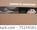 Looking for something hamster in a carton box 75159161