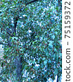 Green leaves with a bright sun shining through 75159372