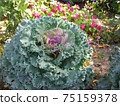 Purple Cabbage Flower Ornamental decorative cabbage flower Brassica or kale flower 75159378