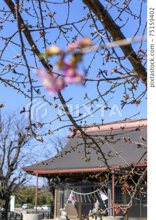 Sobataka Shrine near Narita Airport Cherry buds and flowers Sobataka Shrine near Narita Airport Cherry buds and flowers 75159402