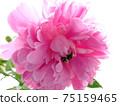 Pink flower peony with small bug 75159465