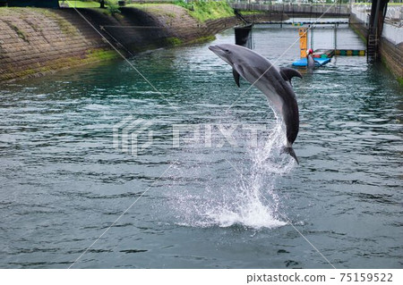 鹿兒島水族館海豚跳 鹿兒島水族館海豚跳 75159522