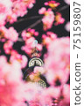A spring tradition in Sumida Ward, Tokyo, showing the Tokyo Sky Tree towering in the night sky and the cherry blossoms at night (Kawazu cherry blossoms) 75159807