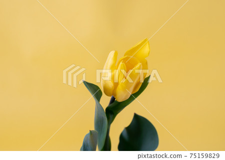 鬱金香花 75159829