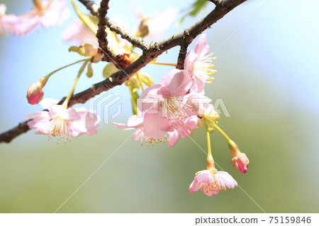 Kawazu cherry blossoms in full bloom close-up 75159846