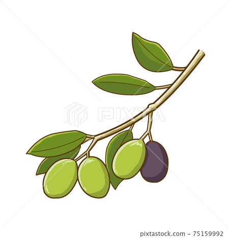 Olive fruit - Stock Illustration [75159992] - PIXTA