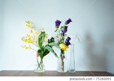 Campanula Canterbury bells, bellflower bellflower, bellflower 75160091