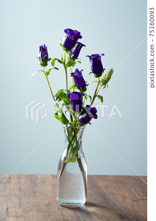 Campanula Canterbury bells, bellflower bellflower, bellflower 75160093