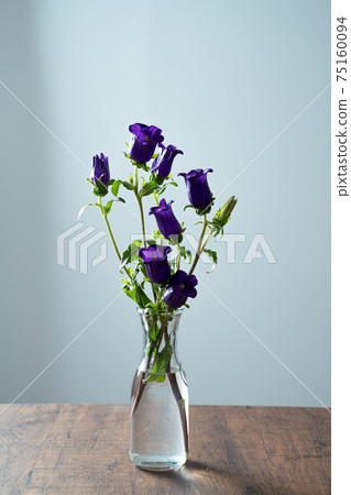 風鈴坎特伯雷鈴鐺，風鈴草風鈴草，風鈴草 75160094