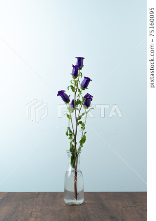 風鈴坎特伯雷鈴鐺，風鈴草風鈴草，風鈴草 75160095