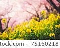 Co-starring rape blossoms and Kawazu cherry blossoms that herald spring (yellow and pink harmony) 75160218