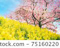 Co-starring rape blossoms and Kawazu cherry blossoms that herald spring (yellow and pink harmony) 75160220