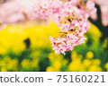 Co-starring rape blossoms and Kawazu cherry blossoms that herald spring (yellow and pink harmony) 75160221