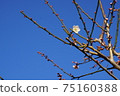 梅花盛開（天氣晴朗） 75160388