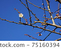 梅花盛開（天氣晴朗） 75160394