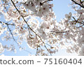 藍天和盛開的櫻花 75160404