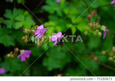 Female bumblebee sucking nectar from geranium dalmachicam Female bumblebee sucking nectar from geranium dalmachicam 75160671