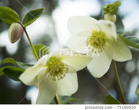 在寒冷的冬天漂亮地盛開的聖誕玫瑰[花/植物] 75160810