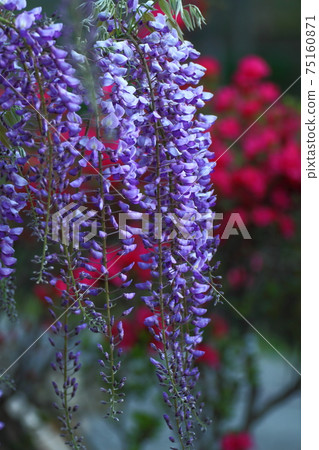 Beautifully hangs down 75160871