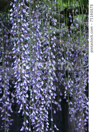 掛得很漂亮 75160878