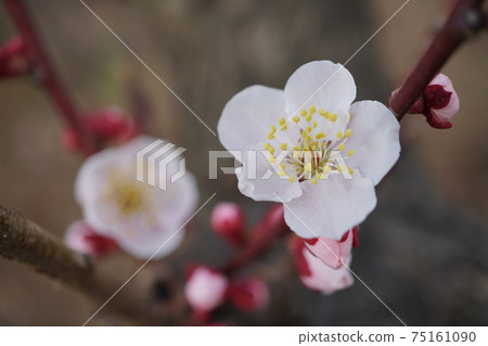 Gardening Close-up photo / image of apricot flowers blooming in light red 75161090
