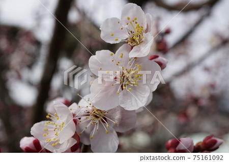 Gardening Close-up photo / image of apricot flowers blooming in light red 75161092