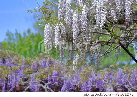 Beautifully hangs down 75161272