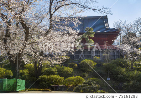 Kiyomizu Kannon-do in the cherry blossom season 75161288