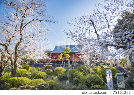 Kiyomizu Kannon-do in the cherry blossom season 75161292