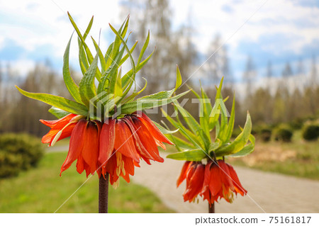 Orange crown imperial flowers. Fritillaria imperialis. Selective focus. 75161817