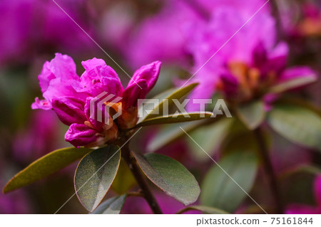 Pink purple flowers of a Rhododendron inflorescence. Pink purple flowers of a Rhododendron inflorescence. 75161844