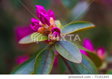 Beautiful red rhododendron flower in garden with beautiful bokeh. Beautiful red rhododendron flower in garden with beautiful bokeh. 75161845