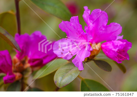 Pink azalea blossom. Rhododendron ponticum. Selective focus. Pink azalea blossom. Rhododendron ponticum. Selective focus. 75161847