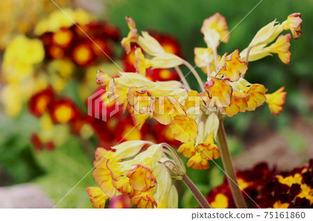 Spring wild flowers - Primula veris cowslip, common cowslip, cowslip primrose. Spring wild flowers - Primula veris cowslip, common cowslip, cowslip primrose. 75161860