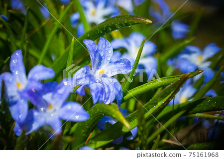 Closeup of blooming blue scilla luciliae flowers with raindrops in sunny day. Closeup of blooming blue scilla luciliae flowers with raindrops in sunny day. 75161968