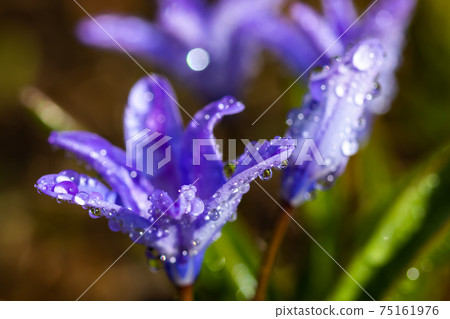 Closeup of blooming blue scilla luciliae flowers with raindrops in sunny day. Closeup of blooming blue scilla luciliae flowers with raindrops in sunny day. 75161976
