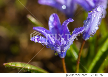 Closeup of blooming blue scilla luciliae flowers with raindrops in sunny day. Closeup of blooming blue scilla luciliae flowers with raindrops in sunny day. 75161979