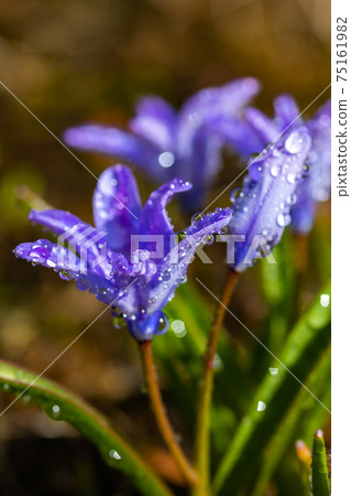 Closeup of blooming blue scilla luciliae flowers with raindrops in sunny day. Closeup of blooming blue scilla luciliae flowers with raindrops in sunny day. 75161982